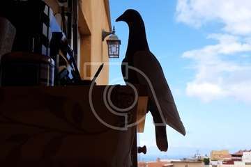 Hernández, la paloma mensajera que llegó 